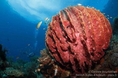 Éponge barrique. Weda Bay, Halmahera, Indonésie. Mars 2013.