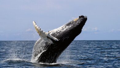 Le spectaculaire saut, hors de l'eau, d'une baleine à bosse. (Photo : Wikimédia)