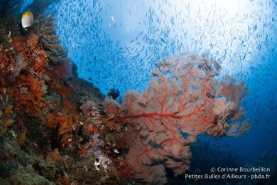 Gorgone géante à Misool. (Raja Ampat, Papouasie occidentale, Indonésie, novembre 2015.)