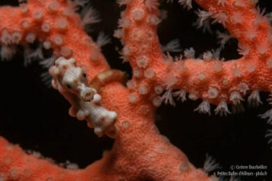 Hippocampe pygmée denise. (Triton Bay, Papouasie occidentale, Indonésie, mars 2016.)