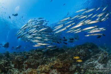 Des plongeurs à la rencontre d'un banc de barracudas au site Blue Magic, à Raja Ampat. (Papouasie occidentale, Indonésie, juillet 2016.)