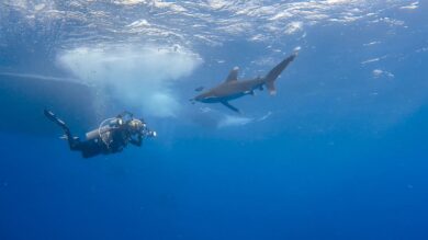 Face à face avec un requin longimane. (Mer Rouge, Égypte, octobre 2016)