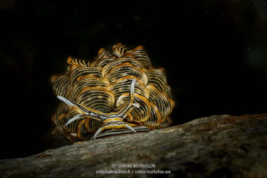 Cyerce nigra est une espèce de nudibranche rare, très recherchée par les photographes sous-marins et que l'on peut observer à Romblon. (Philippines, mars 2017)