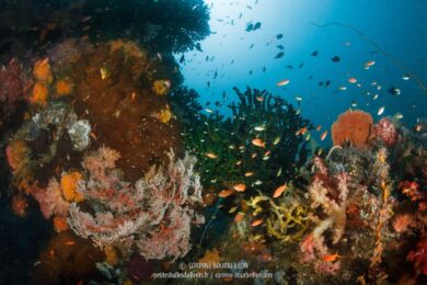 Exubérance multicolore au site Entre la Mer 1. (Kampangar, Centre-Sulawesi, juillet 2017)