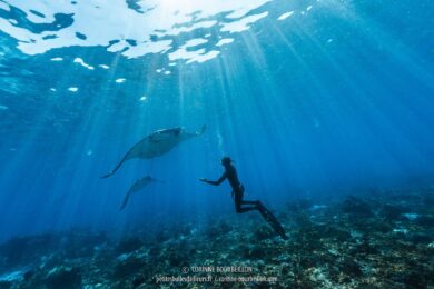 Les raies mantas viennent à la rencontre de Matt, qui s'est immergé en apnée. (Komodo, Indonésie, juillet 2016)