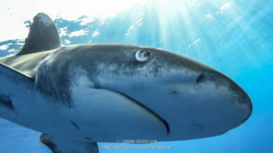 Le requin longimane est venu tout près, se coller à mon objectif ! (Mer Rouge, Égypte, novembre 2017)
