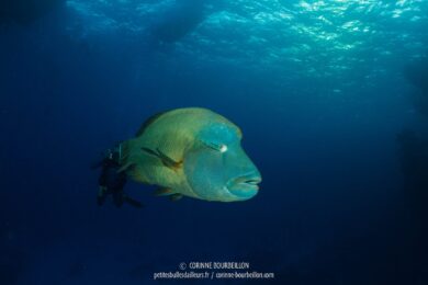 Un napoléon côté face... (Mer Rouge, Égypte, novembre 2017)