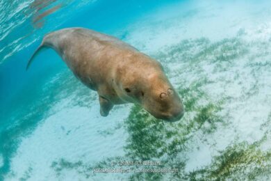 Le dugong nage en eaux peu profondes, sa principale activité consistant à se nourrir sur les herbiers de la baie. (Alor, Indonésie, juillet 2018)