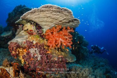 (Tubbataha, Philippines, mai 2018)