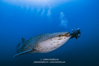 Le biologiste marin Steven Weinberg en tête-à-tête avec un requin baleine dans les eaux de Balicasag. (Philippines, mai 2018)