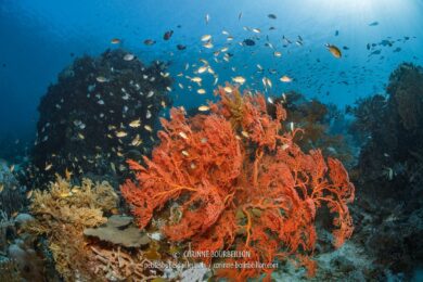 Une magnifique gorgone "survolée" par une nuée d'anthias. (Sali Kecil, Halmahera, Indonésie, juillet 2018)