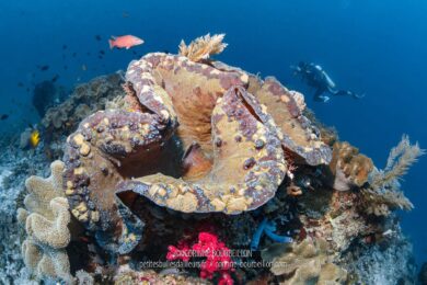 Le bénitier géant ou tridacne géant peut mesurer jusqu’à 1,50 mètre de long et dépasser les 200 kg. C'est le plus grand coquillage du monde ! (Raja Ampat, Indonésie, juillet 2012)