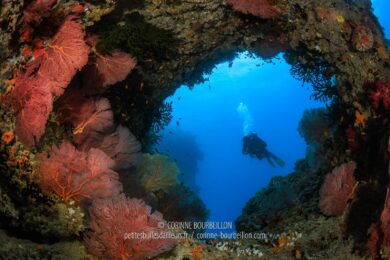 De grosses gorgones rouges à l'entrée d'une arche sous-marine. (Rakiraki, Viti Levu, Fidji, août 2023)